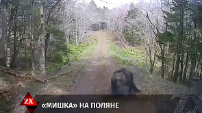Мужчина ехал по лесу, как вдруг на его машину набросился медведь