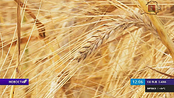 Уборочная-2021: намолочено уже более 1,5 млн т зерновых
