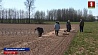 В южных регионах Беларуси завершается массовый сев льна