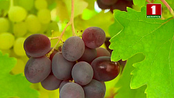 Праздник винограда пройдет в Самохваловичах