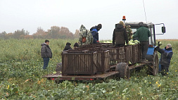 Овощеводы Беларуси завершают сезон - в закрома планируют заложить свыше 120 тыс. тонн овощей "борщевого набора"