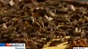 Жителей Техаса  атакуют пчелы-убийцы