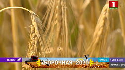 Аграрии Гродненского региона вышли в лидеры по урожайности озимого ячменя