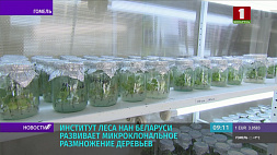 Институт леса НАН Беларуси развивает микроклональное размножение деревьев