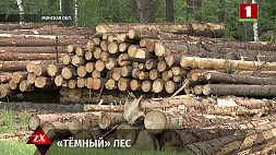 Факты незаконной вырубки древесины в Минской области установили следователи