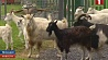 По улицам ирландского города Эннис разгуливают козы
