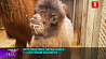 Верблюжонок родился в Минском зоопарке