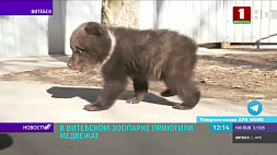 В Витебском зоопарке приютили медвежат