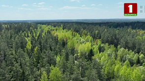 Беларусь вошла в топ стран по росту площади лесов