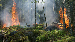 Антирекорд: пожары в Европе уничтожили 700 тысяч гектаров леса в этом году