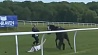 Журналист телеканала Sky Sports остановила коня при подготовке репортажа о скачках