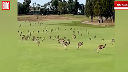 Сотни кенгуру захватили гольф-клуб в Австралии