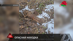 Житель Пружан гулял с собакой и нашел бомбу