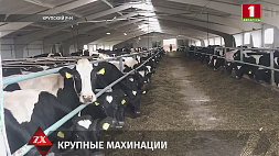 43-летняя главный бухгалтер сельхозпредприятия в Крупском районе скрывала падеж крупного рогатого скота