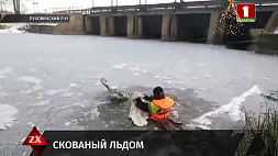 Бойцы МЧС в Пуховичском районе спасли лебедя