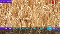 В Минской области намолочено почти 580 тысяч тонн зерна
