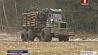 В Минской области планируют заготовить 3,5 миллиона кубометров древесины
