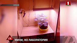 В Борисове сотрудники наркоконтроля нашли в квартире местного жителя оборудование для культивации марихуаны
