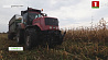В сельскохозяйственных предприятиях Гомельской области продолжаются полевые работы 