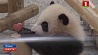 В зоопарках  Японии подготовили подарки для панд