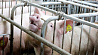 Президент Беларуси: Нужно разработать стратегию развития ультрасовременного свиноводства