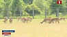 В Минской области возобновляют популяцию благородных оленей