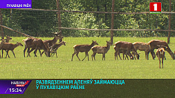 Благородных оленей разводят в Пуховичском районе