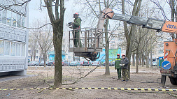 Деревья в Минске ожидает сезонная стрижка