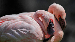 Сотни фламинго погибли на северо-западе Аргентины
