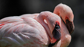 Сотни фламинго погибли на северо-западе Аргентины