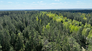 В 5 районах Минской области действуют ограничения на посещение лесов