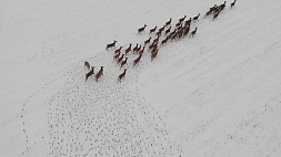 Новая зимняя волна активности животных - в сводках ГАИ все больше дорожных происшествий с участием оленей, лосей и косуль