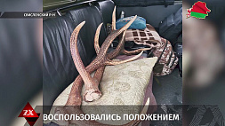 В Свислочском районе за браконьерство задержаны два егеря