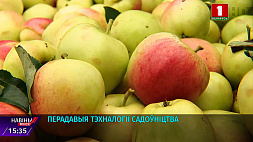 Белорусские аграрии планируют получить 200 тысяч тонн фруктов