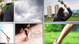 Почему на юге Беларуси так много комаров и мошек, когда придет спад активности насекомых