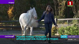В Гродно разводят уникальную для Беларуси породу лошадей - ирландский коб 